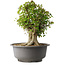 Acer buergerianum, 42,5 cm, ± 35 años, con un nebari de 22 cm