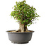 Acer buergerianum, 42,5 cm, ± 35 años, con un nebari de 22 cm