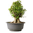 Acer buergerianum, 42,5 cm, ± 35 años, con un nebari de 22 cm