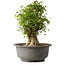 Acer buergerianum, 42,5 cm, ± 35 años, con un nebari de 22 cm