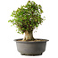 Acer buergerianum, 42,5 cm, ± 35 años, con un nebari de 22 cm