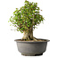 Acer buergerianum, 42,5 cm, ± 35 años, con un nebari de 22 cm