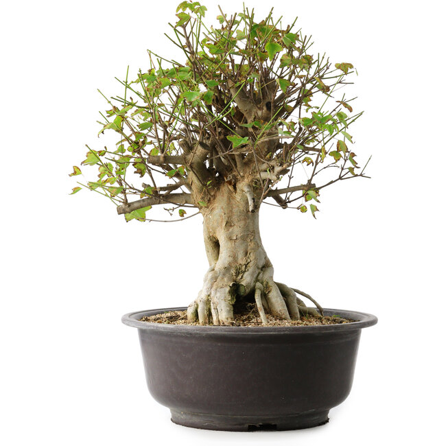 Acer buergerianum, 45,5 cm, ± 35 años, con un nebari de 19,5 cm
