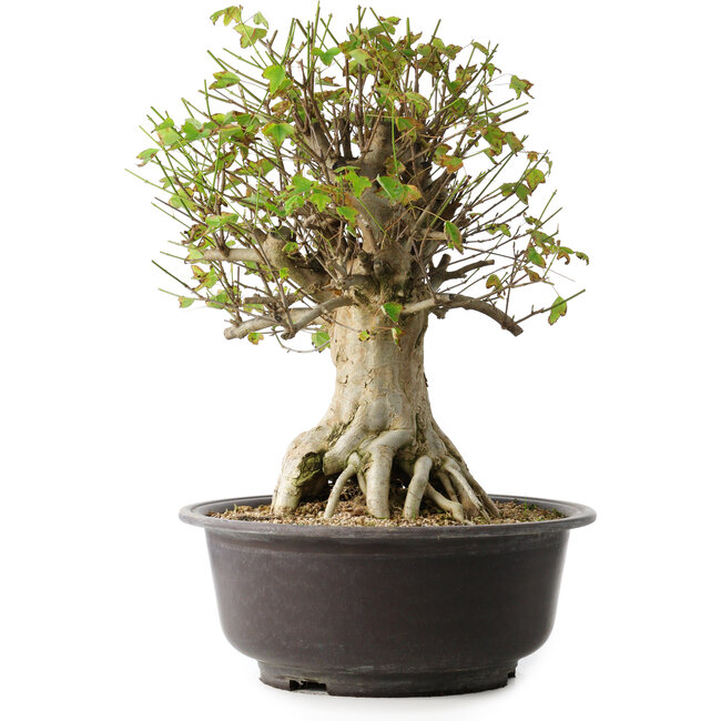 Acer buergerianum, 45,5 cm, ± 35 Jahre alt, mit einem Nebari von 19,5 cm