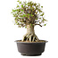 Acer buergerianum, 45,5 cm, ± 35 años, con un nebari de 19,5 cm