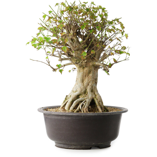 Acer buergerianum, 45,5 cm, ± 35 anni, con un nebari di 19,5 cm