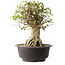 Acer buergerianum, 45,5 cm, ± 35 años, con un nebari de 19,5 cm