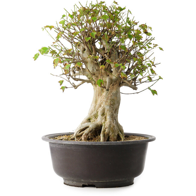 Acer buergerianum, 45,5 cm, ± 35 jaar oud, met een nebari van 19,5 cm