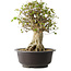 Acer buergerianum, 45,5 cm, ± 35 años, con un nebari de 19,5 cm