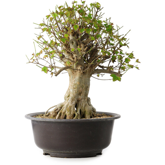 Acer buergerianum, 45,5 cm, ± 35 anni, con un nebari di 19,5 cm