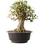 Acer buergerianum, 45,5 cm, ± 35 años, con un nebari de 19,5 cm