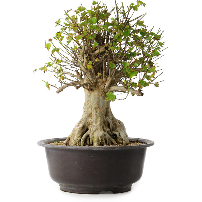 Acer buergerianum, 45,5 cm, ± 35 Jahre alt, mit einem Nebari von 19,5 cm
