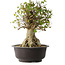 Acer buergerianum, 45,5 cm, ± 35 años, con un nebari de 19,5 cm