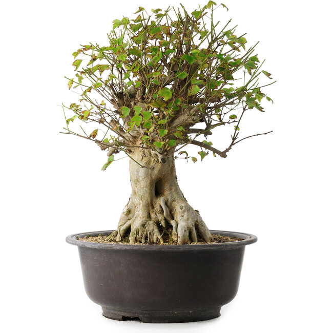 Acer buergerianum, 45,5 cm, ± 35 años, con un nebari de 19,5 cm