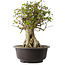 Acer buergerianum, 45,5 cm, ± 35 años, con un nebari de 19,5 cm