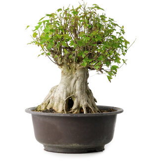 Acer buergerianum, 42 cm, ± 35 años