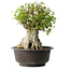 Acer buergerianum, 42 cm, ± 35 años, con un nebari de 23,5 cm
