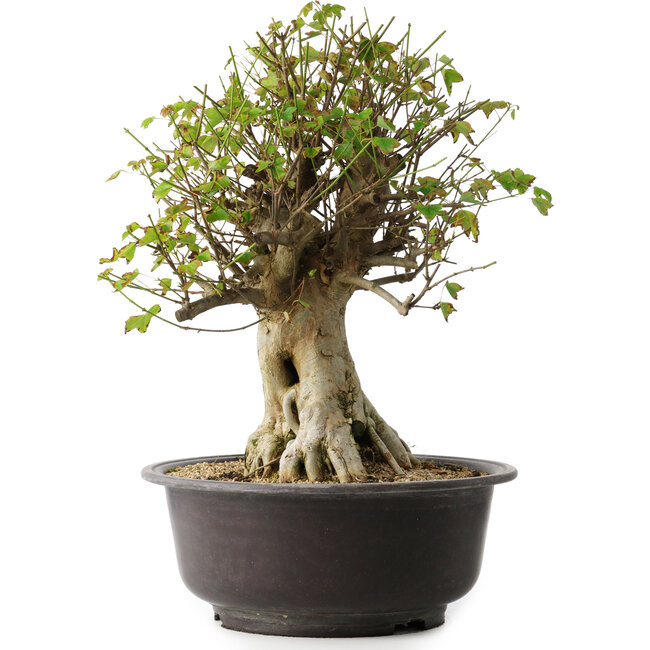 Acer buergerianum, 45,5 cm, ± 35 years old, with a nebari of 19,5 cm