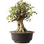 Acer buergerianum, 45,5 cm, ± 35 años, con un nebari de 19,5 cm