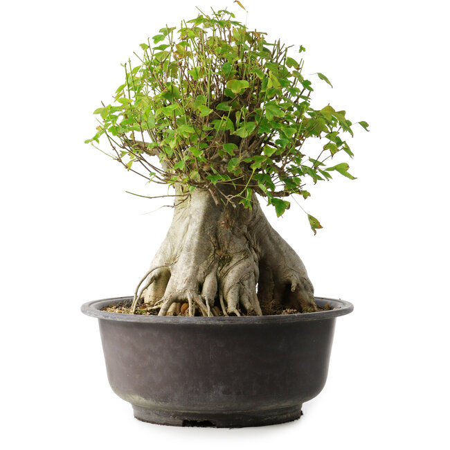 Acer buergerianum, 42 cm, ± 35 años, con un nebari de 23,5 cm