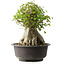 Acer buergerianum, 42 cm, ± 35 años, con un nebari de 23,5 cm