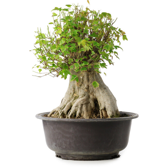 Acer buergerianum, 42 cm, ± 35 jaar oud, met een nebari van 23,5 cm