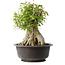 Acer buergerianum, 42 cm, ± 35 años, con un nebari de 23,5 cm