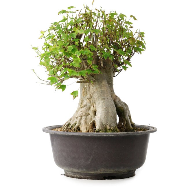 Acer buergerianum, 42 cm, ± 35 anni, con un nebari di 23,5 cm