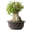 Acer buergerianum, 42 cm, ± 35 anni, con un nebari di 23,5 cm