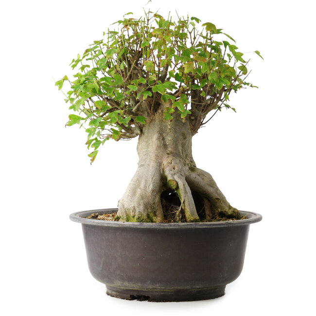 Acer buergerianum, 42 cm, ± 35 años, con un nebari de 23,5 cm