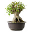 Acer buergerianum, 42 cm, ± 35 años, con un nebari de 23,5 cm