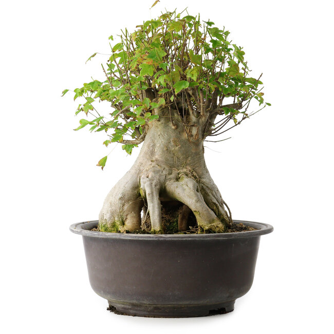 Acer buergerianum, 42 cm, ± 35 years old, with a nebari of 23,5 cm