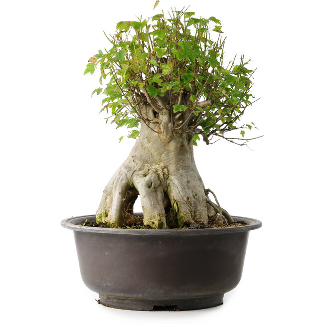 Acer buergerianum, 42 cm, ± 35 Jahre alt, mit einem Nebari von 23,5 cm