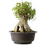 Acer buergerianum, 42 cm, ± 35 años, con un nebari de 23,5 cm