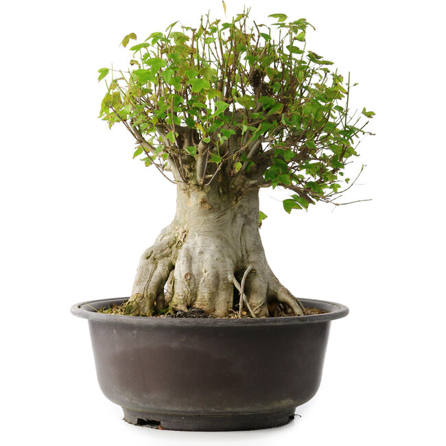 Acer buergerianum, 42 cm, ± 35 ans, avec un nebari de 23,5 cm