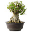 Acer buergerianum, 42 cm, ± 35 años, con un nebari de 23,5 cm