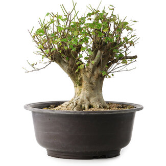 Acer buergerianum, 31 cm, ± 35 años