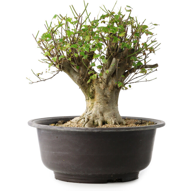 Acer buergerianum, 31 cm, ± 35 años, con un nebari de 20 cm