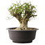 Acer buergerianum, 31 cm, ± 35 años, con un nebari de 20 cm