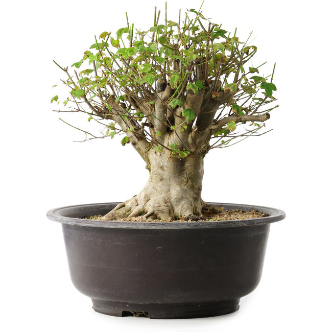 Acer buergerianum, 31 cm, ± 35 years old, with a nebari of 20 cm