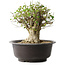 Acer buergerianum, 31 cm, ± 35 años, con un nebari de 20 cm