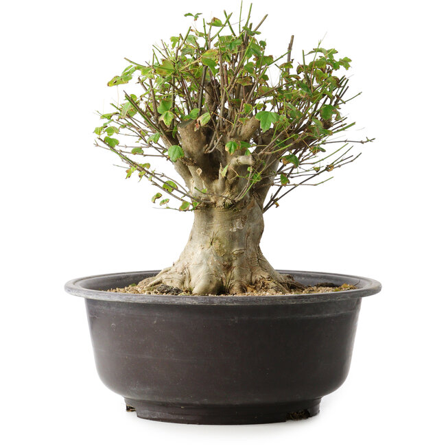 Acer buergerianum, 31 cm, ± 35 years old, with a nebari of 20 cm