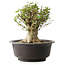 Acer buergerianum, 31 cm, ± 35 años, con un nebari de 20 cm