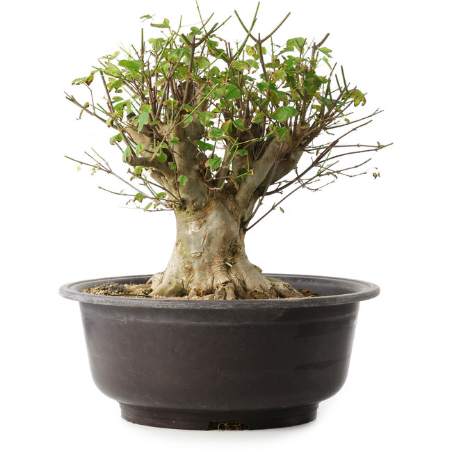 Acer buergerianum, 31 cm, ± 35 Jahre alt, mit einem Nebari von 20 cm