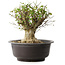 Acer buergerianum, 31 cm, ± 35 años, con un nebari de 20 cm