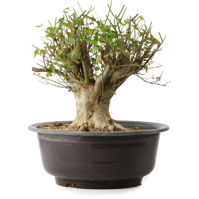 Acer buergerianum, 31 cm, ± 35 anni, con un nebari di 20 cm