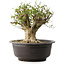 Acer buergerianum, 31 cm, ± 35 años, con un nebari de 20 cm