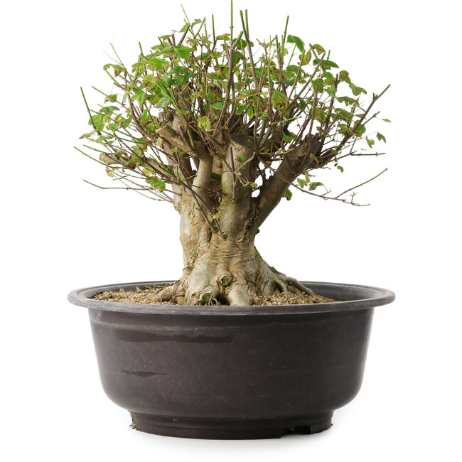 Acer buergerianum, 31 cm, ± 35 Jahre alt, mit einem Nebari von 20 cm