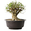 Acer buergerianum, 31 cm, ± 35 años, con un nebari de 20 cm
