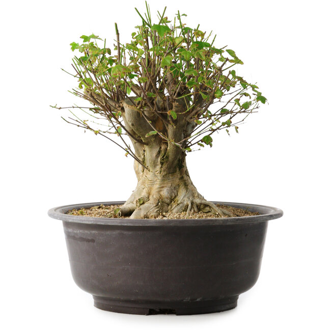 Acer buergerianum, 31 cm, ± 35 jaar oud, met een nebari van 20 cm